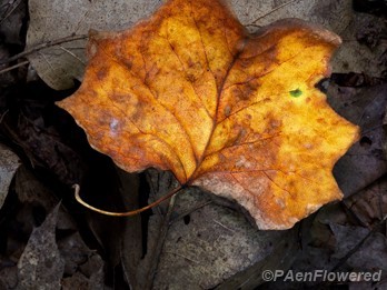 Leaf with fall color